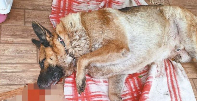 Limache: siete perros fueron envenenados en una semana