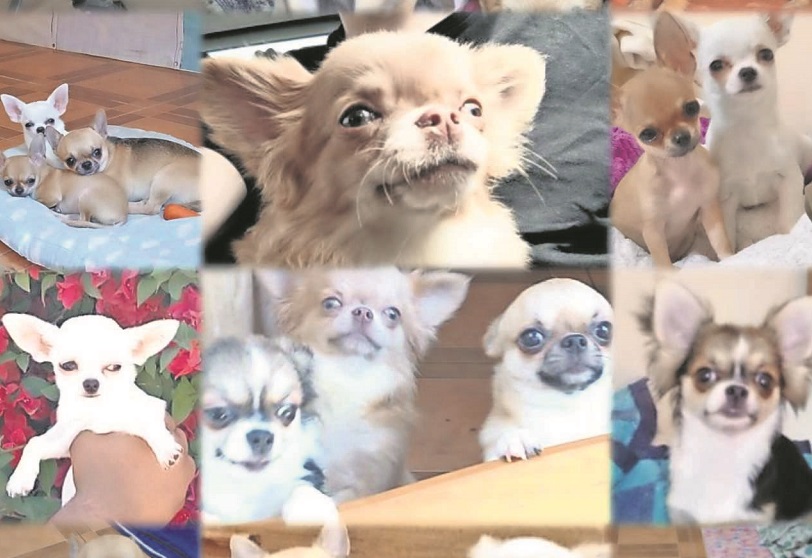 Seis perros chihuahuas fueron robados desde una casa en Copiapó
