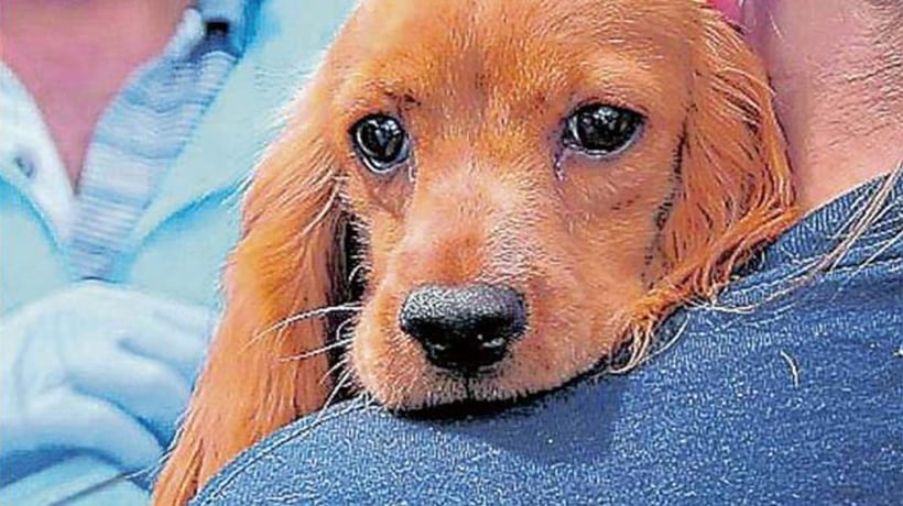 Llaman a sumarse al bingo solidario por los animales callejeros en El Tabo