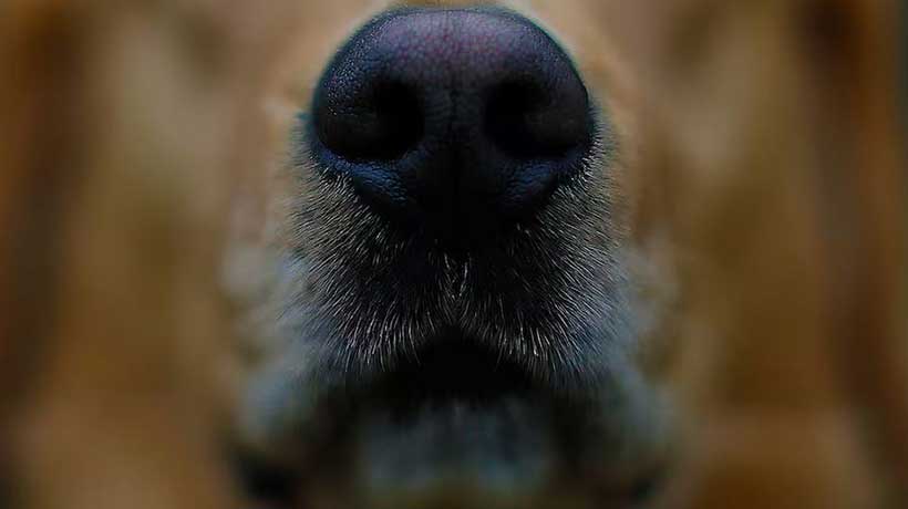 PDI detuvo a hombre por maltrato animal en Limache: tenía 15 perros en condición de abandono