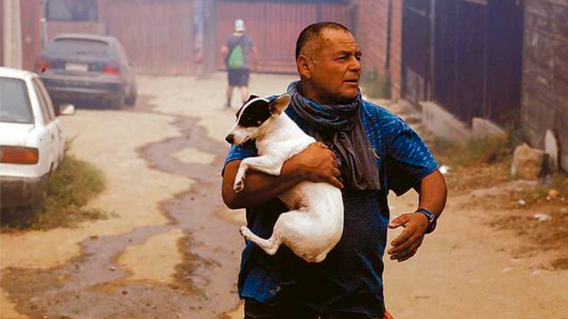 ONG exige justicia por animales muertos el 2-F, incluido un zorro culpeo