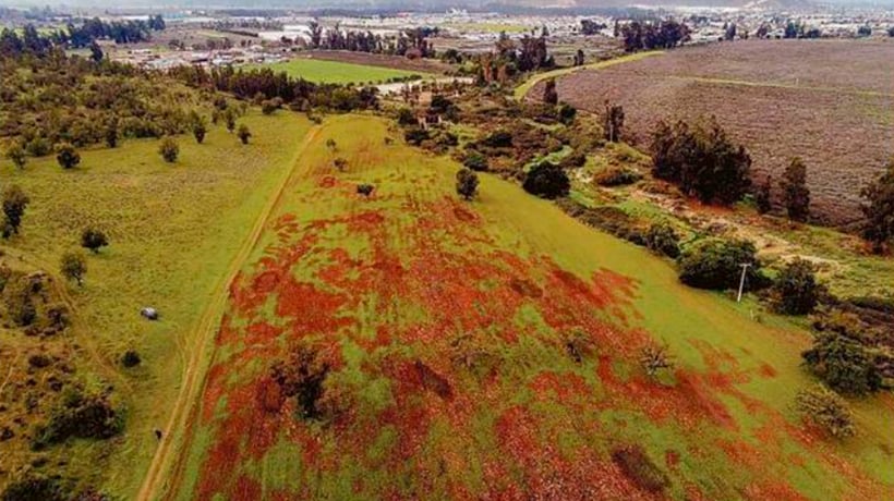 Casablanca: Comisión de Evaluación ambiental rechazó iniciativa El Manzano III