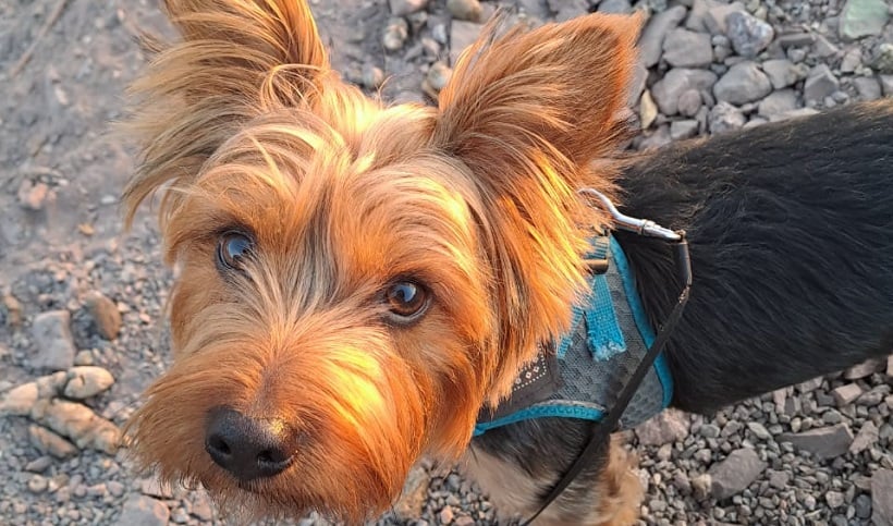 La Estrella de Arica invita a sus lectores a enviar fotos de sus mascotas