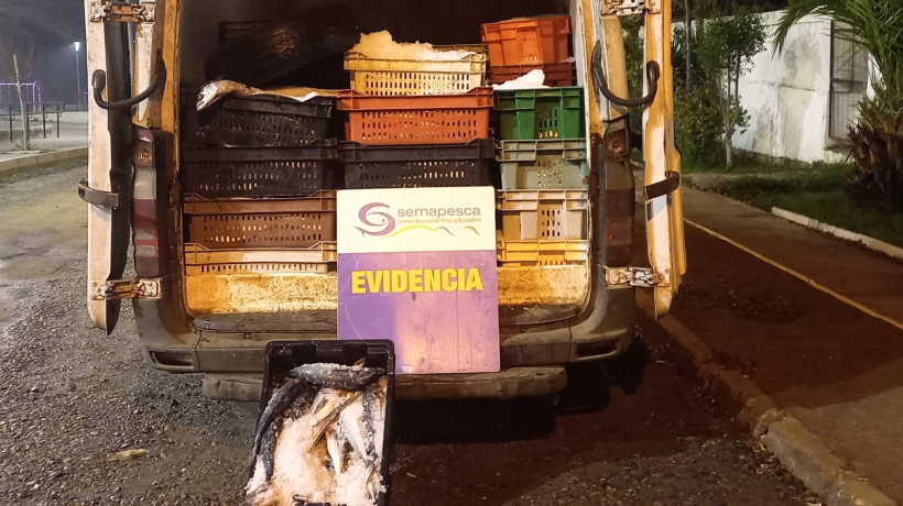 Incautan 2.500 kilos de jurel en fiscalización en realizada en el Autopista del Itata en Biobío