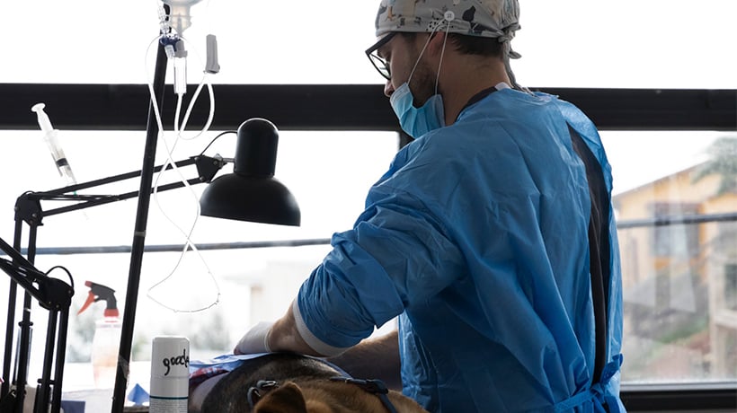 Valparaíso dio el puntapié inicial a la campaña de esterilización de mascotas