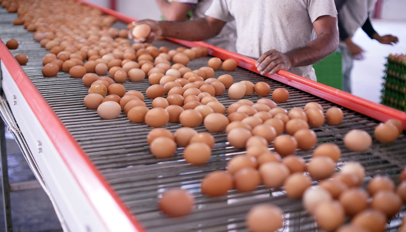 Producción de huevos destaca por su bajo impacto ambiental y eficiencia de recursos