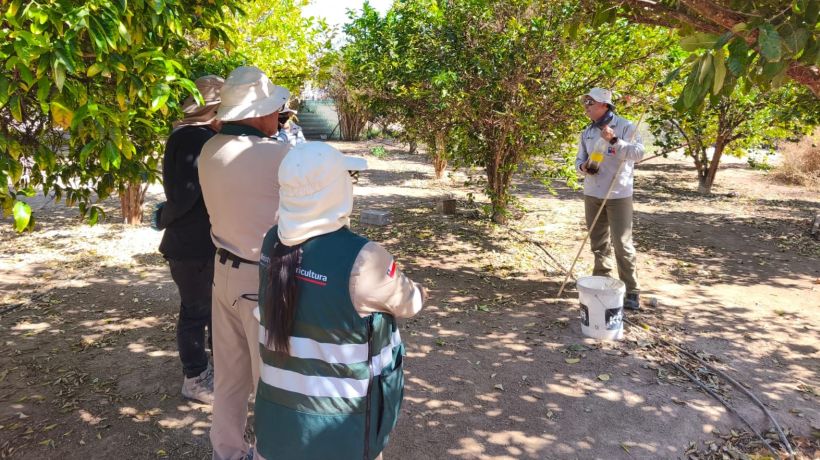 SAG refuerza medidas de control tras detección de mosca de la fruta en la comuna de Huara