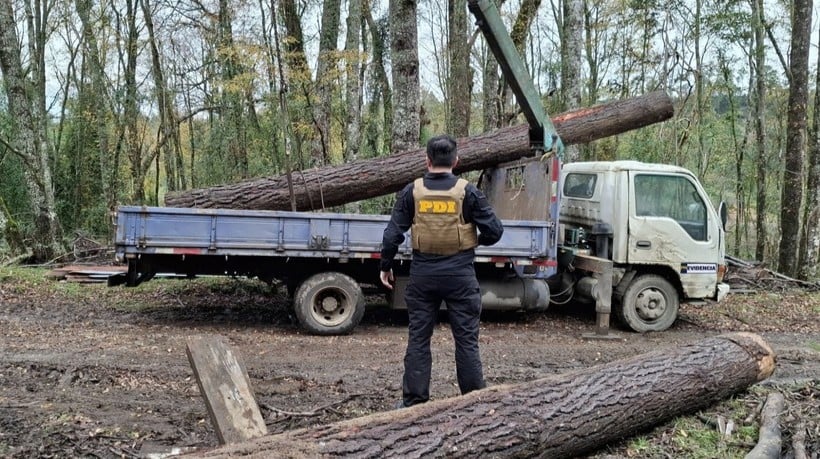 Los Lagos: Detienen a 3 hombres que sustraían madera en forma flagrante