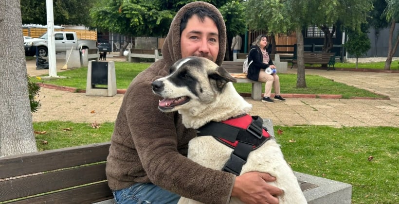 Papudo esterilizó y chipeó gratis a 600 perros y gatos en el último año
