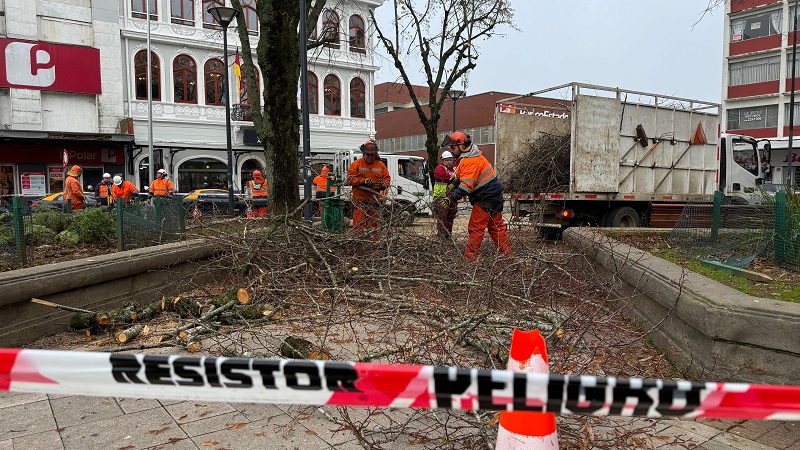 Comenzó operativo de poda de árboles en la Plaza de la República de Valdivia
