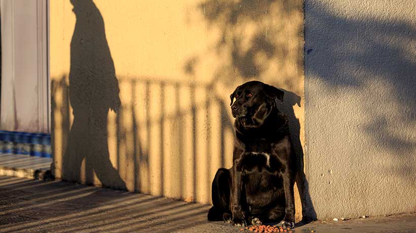 Cámara aprueba y despacha al Senado el proyecto que perfecciona el registro de mascotas