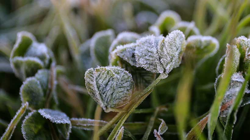 Mínimas de hasta -2°C: emiten advertencia agrometeorológica por heladas en la Región de Valparaíso