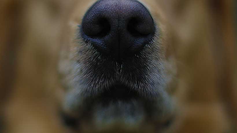 Perro ingresó a sala de clases y mordió a cuatro estudiantes en Limache: quedaron con lesiones leves