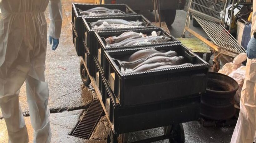 Sernapesca incauta cerca de dos toneladas de merluza en La Araucanía