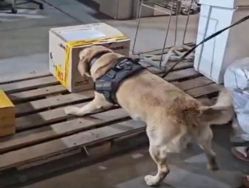 Detectan cocaína en prendas de ropa en encomienda en Iquique: tenía como destino Madrid