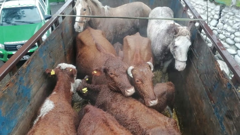 Carabineros detuvo en San Fabián a sujetos que trasladaban animales sin acreditación