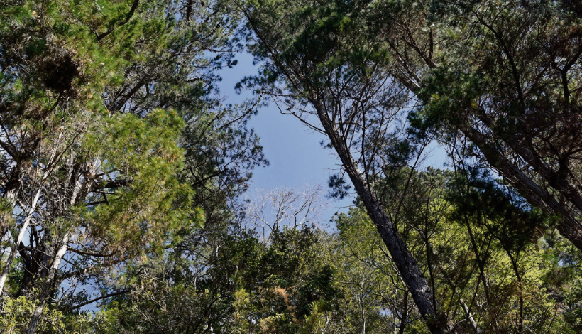 Campaña ecológica permite reforestar más de 3.600 árboles en Parque Nacional Nonguén
