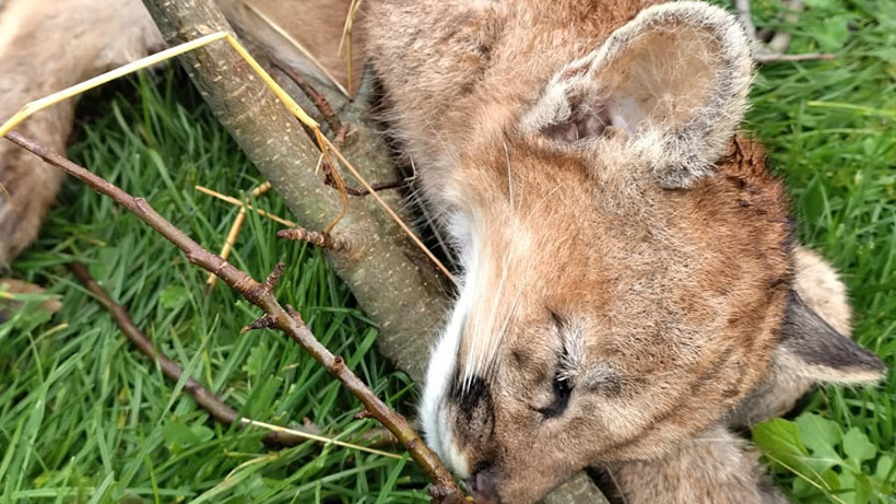 Osorno: encuentran puma muerto en cercanías de la ruta al mar