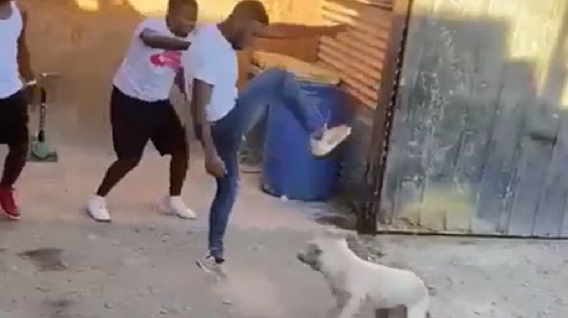 Cayó prófugo por delito de maltrato animal y quedó en prisión preventiva en Copiapó