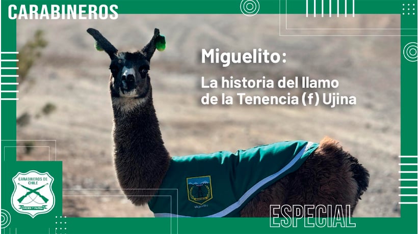 Miguelito: La historia del llamo de la Tenencia Fronteriza de Ujina en la región de Tarapacá