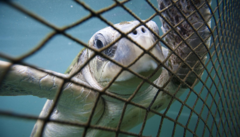 Cinco especies al borde: tortugas marinas enfrentan crisis en Chile