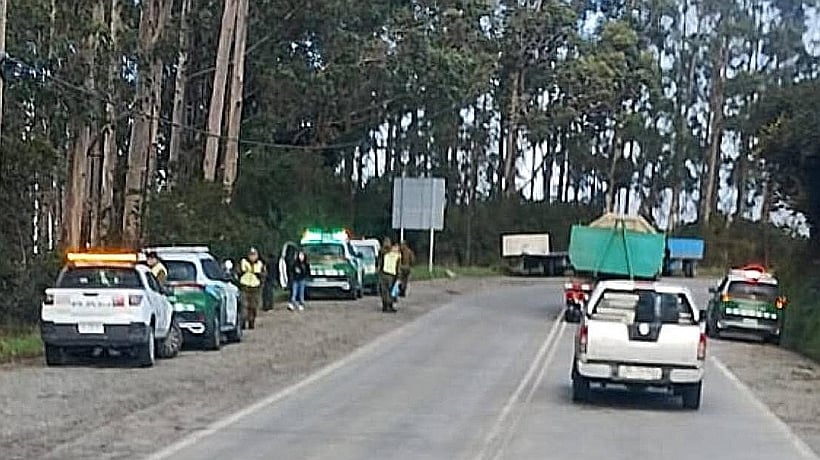 Fallece obrero forestal aplastado por árbol en Ancud
