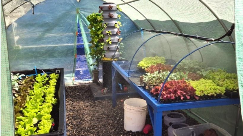 Proyecto Opuma: desarrollan cultivo vertical de lechugas y kales en Tarapacá