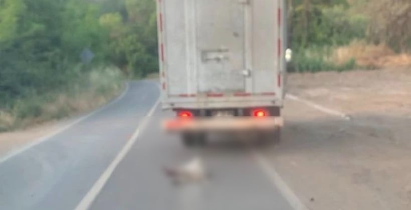Condenan a dos sujetos en La Calera por arrastrar a perro con un camión