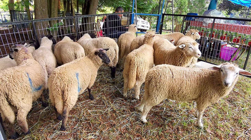 Osorno: las críticas que generó detención de pequeño agricultor por faenar cordero en su predio