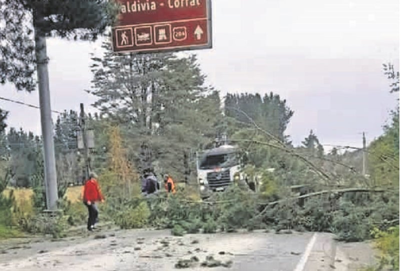 Los Lagos: en estado grave sigue un motociclista afectado por caída de un árbol