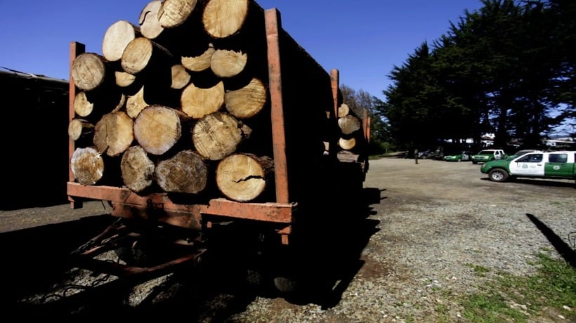 Detienen a sujetos por robo de madera en predio de Ercilla