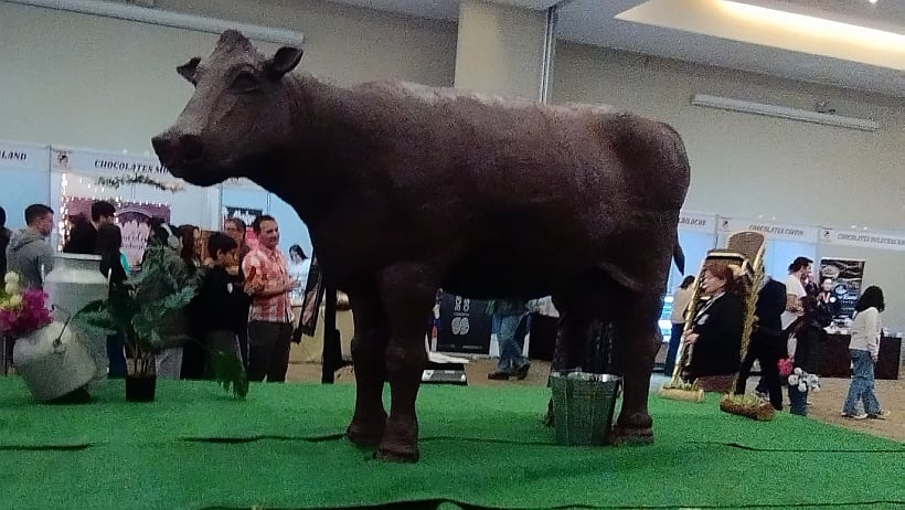 Con masiva asistencia cerró en Osorno el tercer Festival de la Vaca de Chocolate
