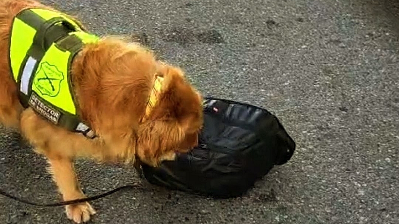 Menor de edad fue detectado en Llanquihue portando frascos con codeína