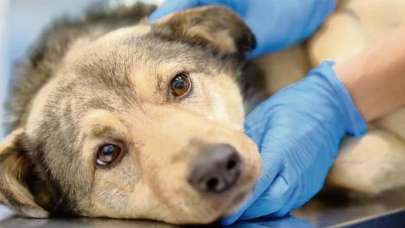 Invierno: estas son las enfermedades que más aquejan a las mascotas