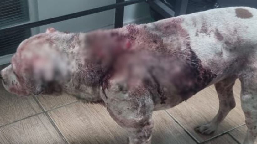 Perro fue apuñalado 15 veces en Calama tras perder una pelea