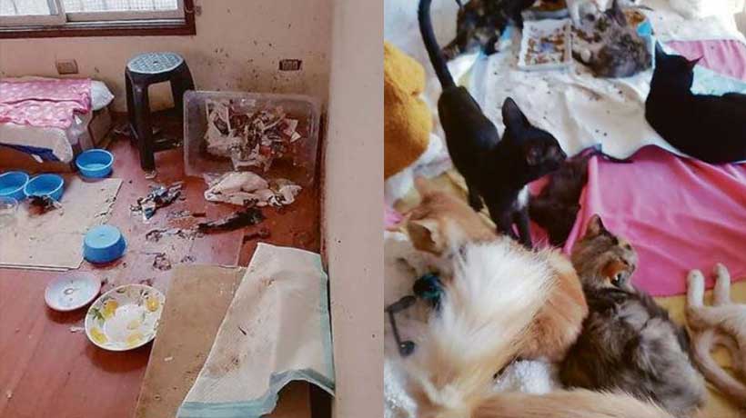Preocupación por mujer de 80 años que vive sola en compañía de 40 animales en Viña