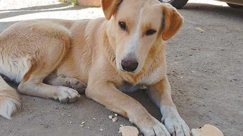Preocupación por desaparición de perros comunitarios en La Calera: “Claramente algo está pasando”