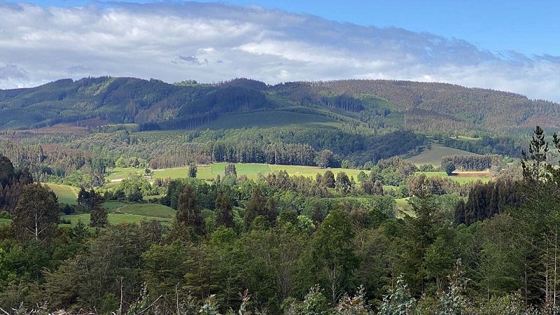 Corte Suprema respalda labor fiscalizadora de Conaf Los Ríos en la protección del bosque nativo