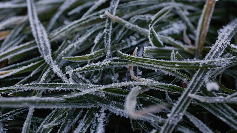 Hasta -5°C: DMC emite advertencia agrometeorológica por heladas en la Región de Valparaíso