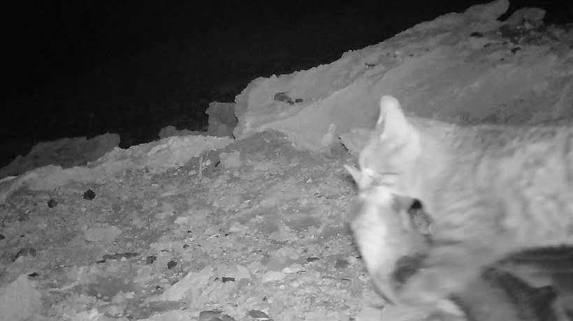 Ave “en peligro” fue cazada por un gato doméstico en el Parque Archipiélago Juan Fernández