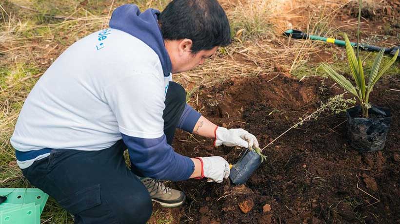 Comenzó proceso de reforestación en Viña con plantas donadas en la Gala del Festival