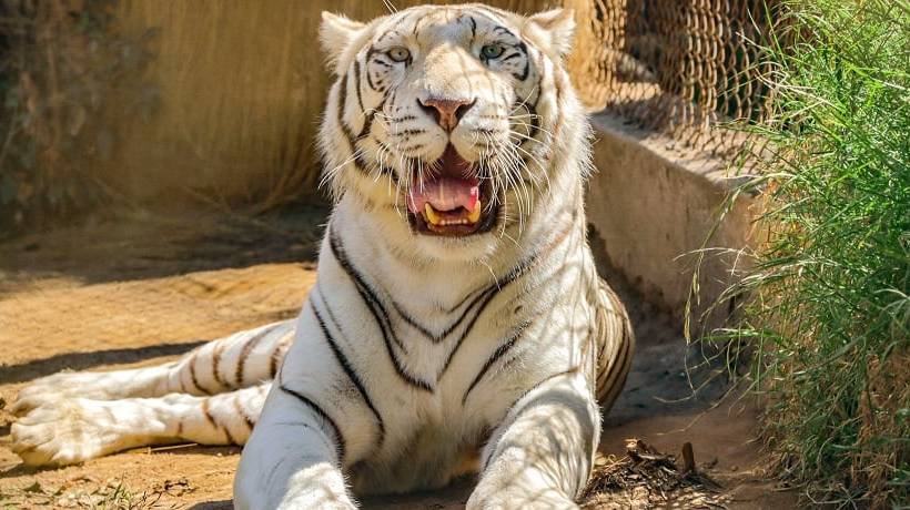 Tras una falla renal aplican eutanasia a tigresa Michelle en el Zoológico de Quilpué