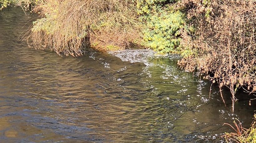 Avistaron manchas lechosas en el río Damas de Osorno