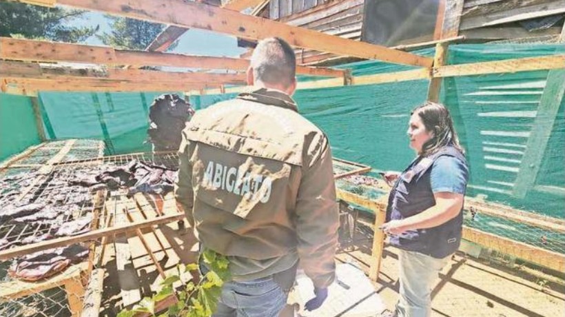 Patrulla Táctica Rural fortalece persecución del abigeato en Ñuble