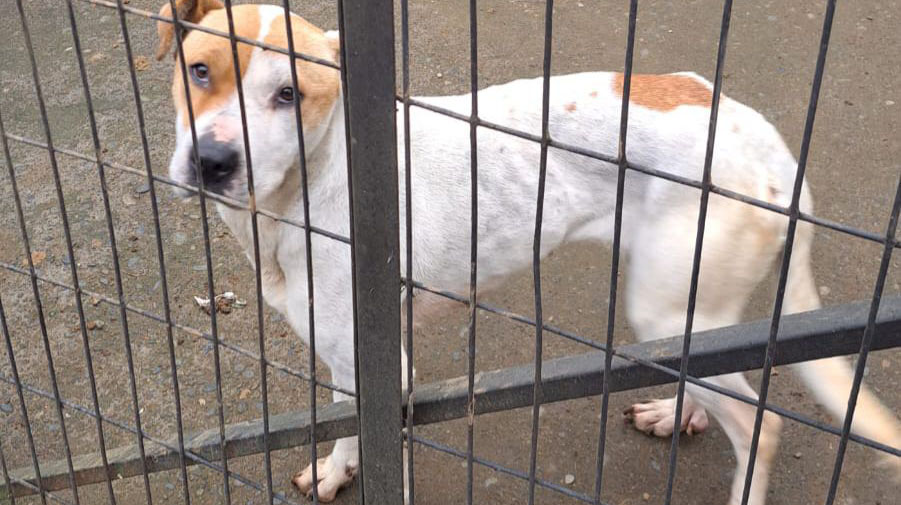 Rescatan a perra tras denuncia de maltrato animal en Osorno