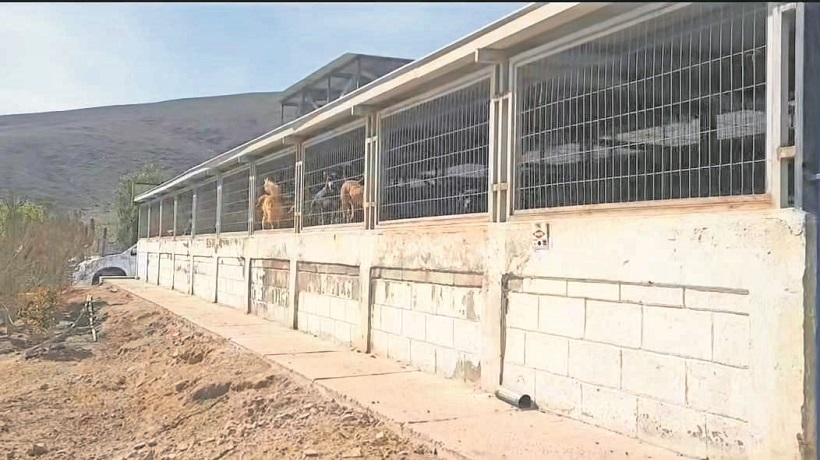 Crisis silenciosa en Copiapó: perros sin control y canil municipal sin capacidad