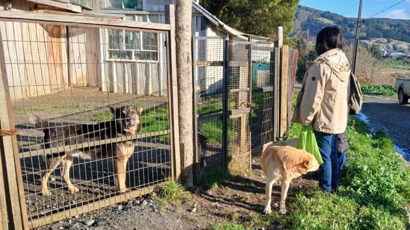 Municipalidad de Ancud intensifica acciones ambientales y de tenencia responsable de mascotas en terreno