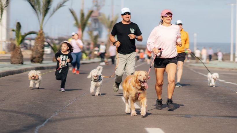 Antofagasta vivirá este domingo la segunda Corrida Familiar Perruna en playa Trocadero Antofagasta vivirá este domingo la segunda Corrida Familiar Perruna en playa Trocadero