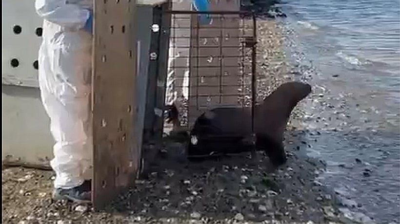 Loba de mar fue liberada tras proceso de rehabilitación en Ancud Loba de mar fue liberada tras proceso de rehabilitación en Ancud