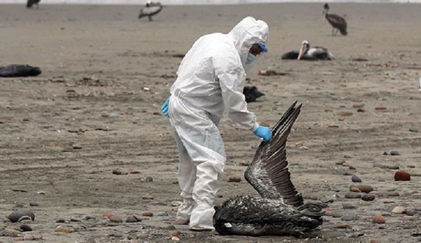Gripe aviar: autoridades coordinan medidas en caso de brote en Antofagasta Gripe aviar: autoridades coordinan medidas en caso de brote en Antofagasta